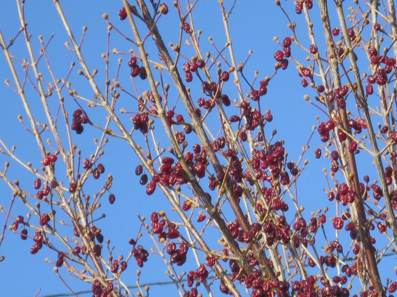 f:id:atarou:20151213070217j:image