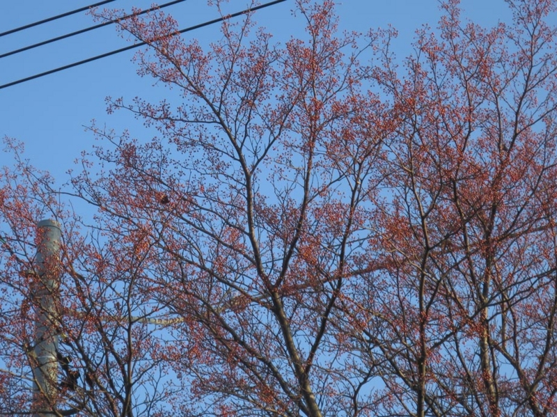 f:id:atarou:20151213084520j:image
