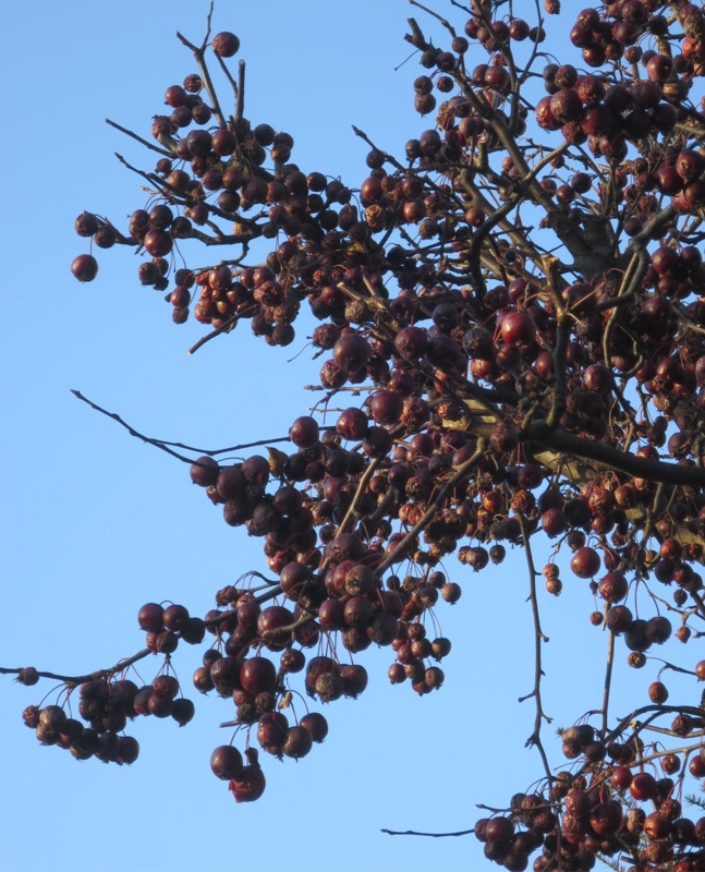 f:id:atarou:20151213085103j:image