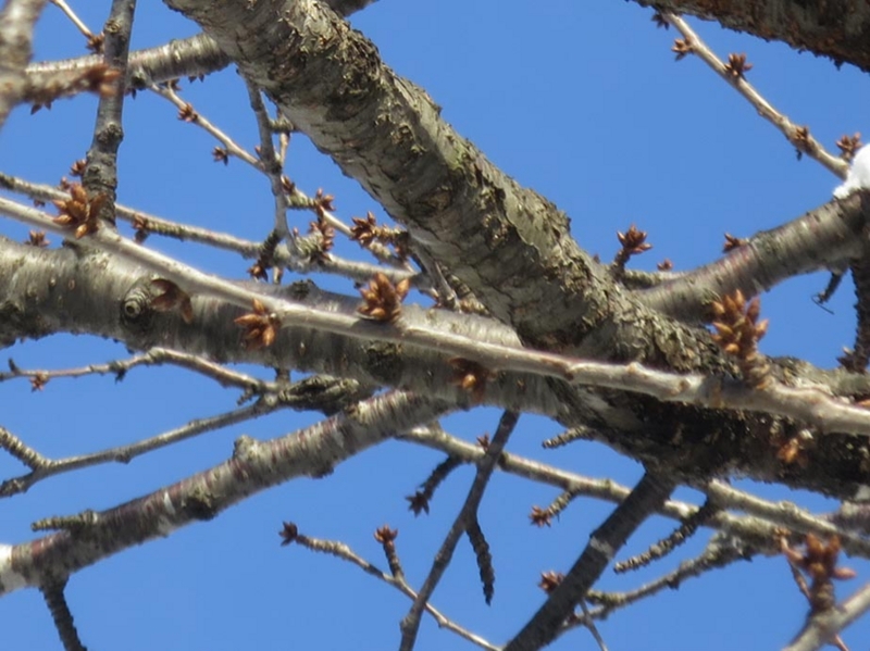 f:id:atarou:20160101094352j:image