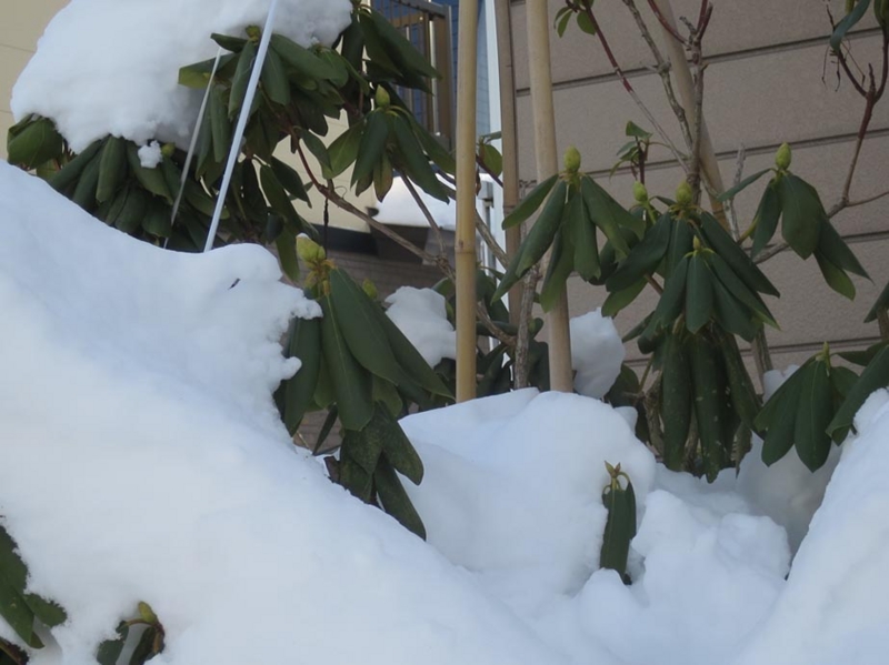 f:id:atarou:20160121064615j:image