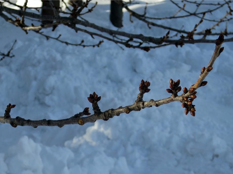 f:id:atarou:20160121064616j:image