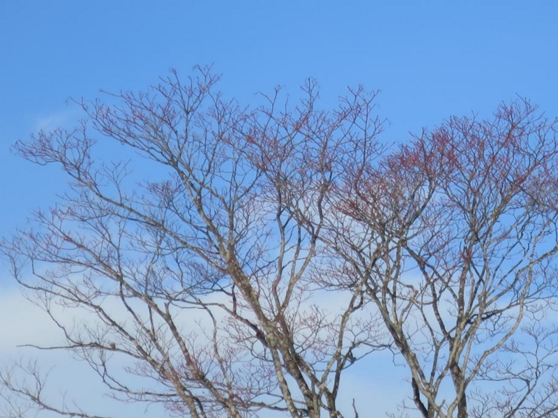 f:id:atarou:20160124065952j:image