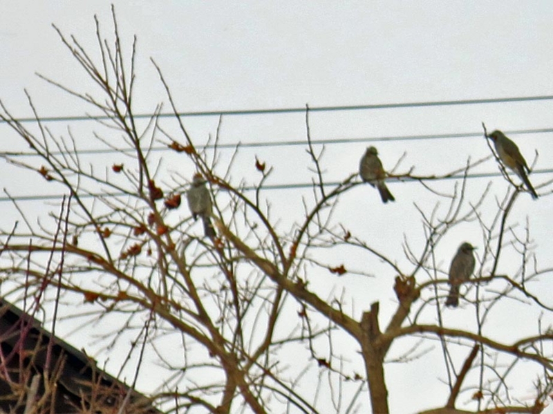 f:id:atarou:20160128070040j:image