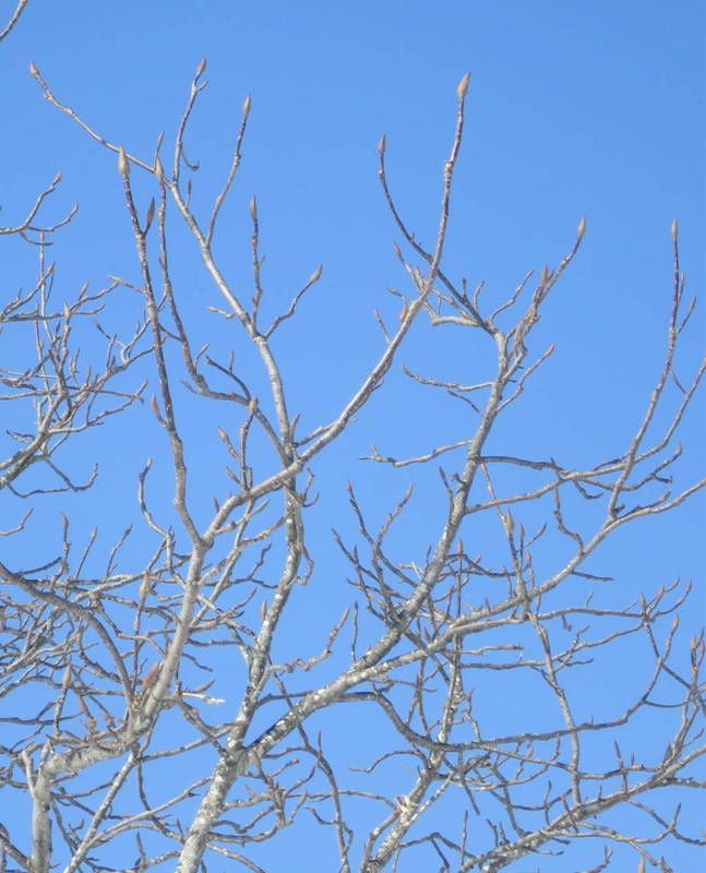 f:id:atarou:20160306065643j:image