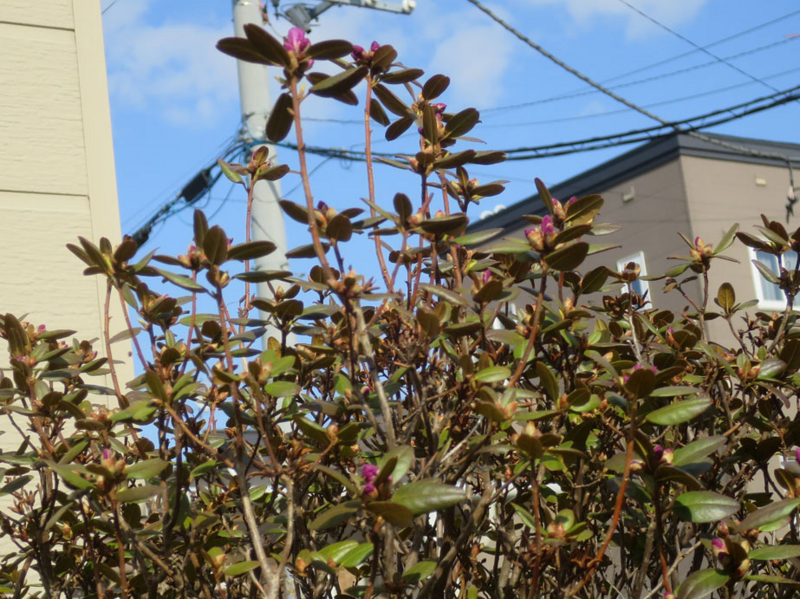 f:id:atarou:20160413064907j:image