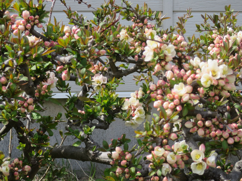 f:id:atarou:20160504065250j:image