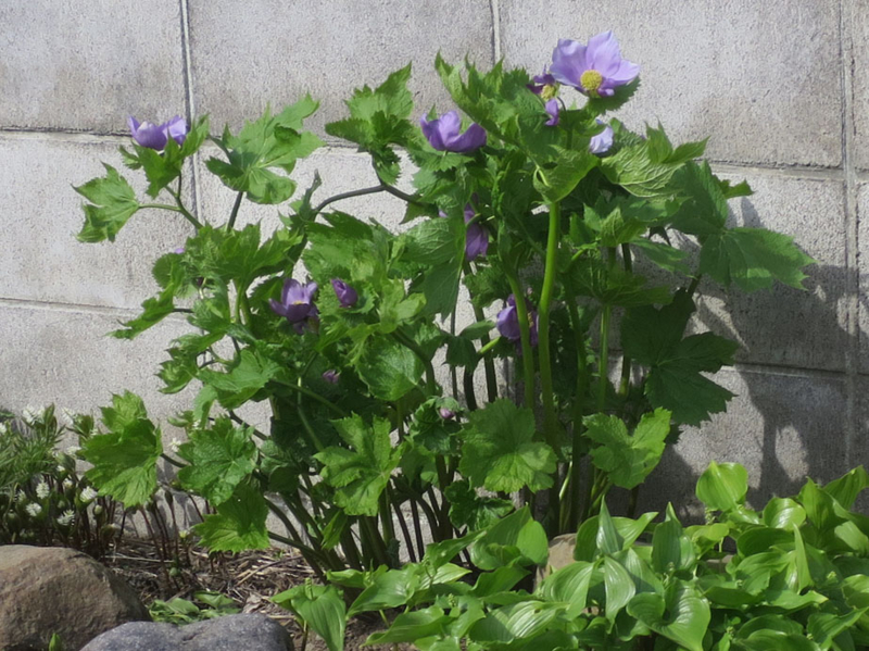 f:id:atarou:20160504065746j:image