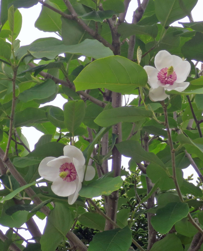 f:id:atarou:20160601062432j:image