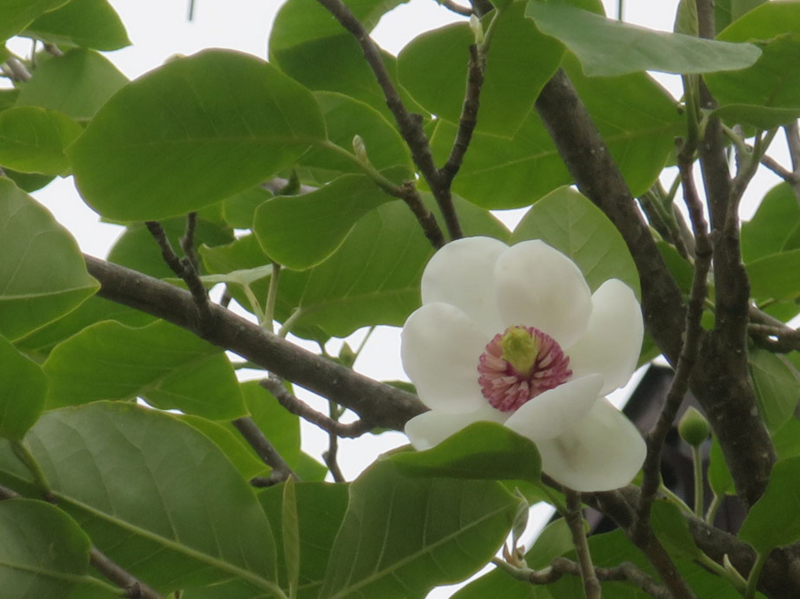 f:id:atarou:20160601064120j:image