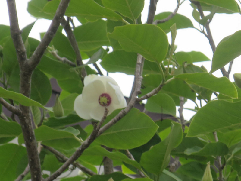 f:id:atarou:20160601064121j:image