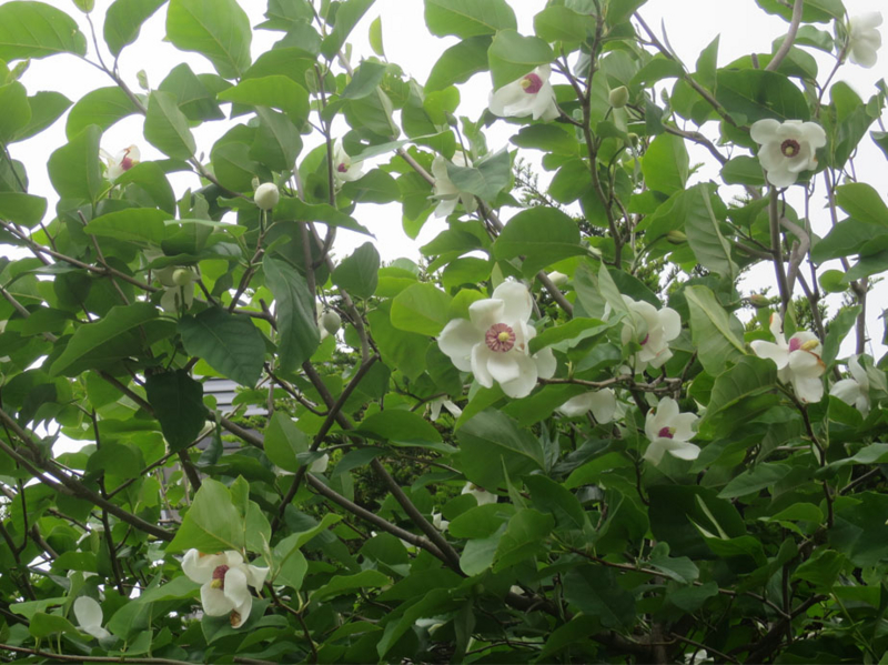 f:id:atarou:20160601064814j:image