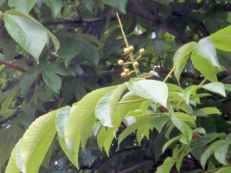 f:id:atarou:20160617064410j:image