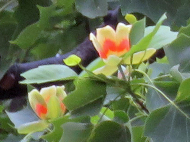 f:id:atarou:20160617064412j:image