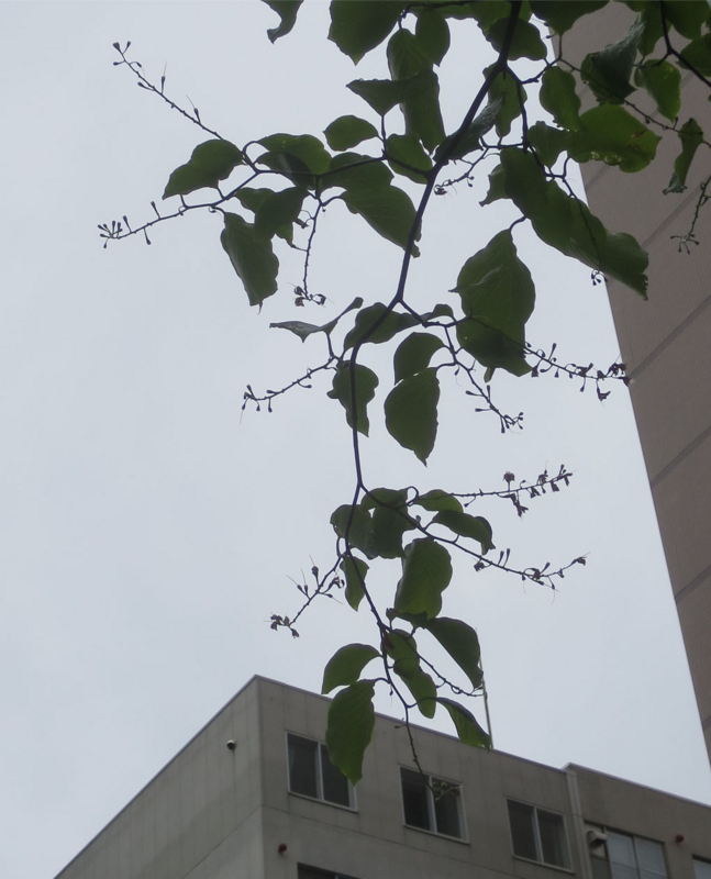 f:id:atarou:20160617065106j:image