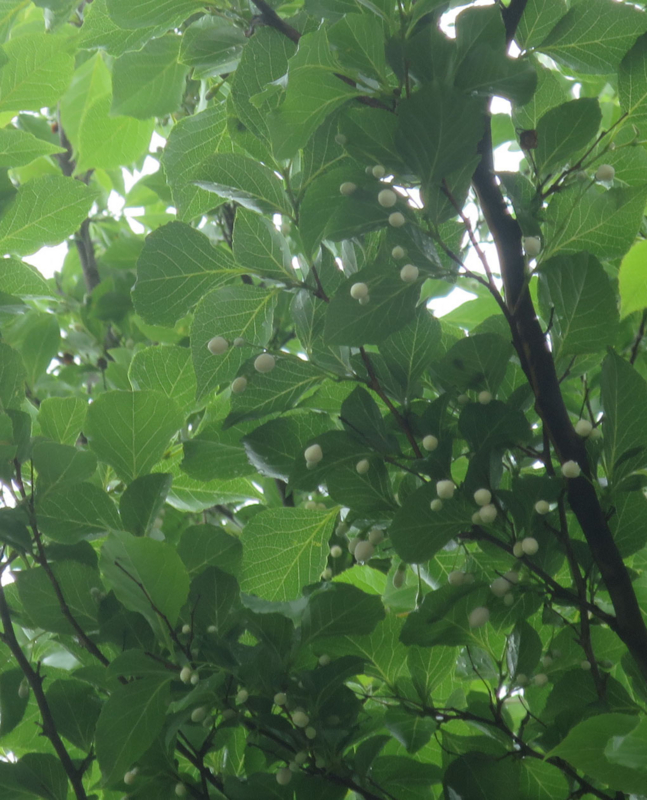 f:id:atarou:20160618064449j:image f:id:atarou:20160618064449j:image