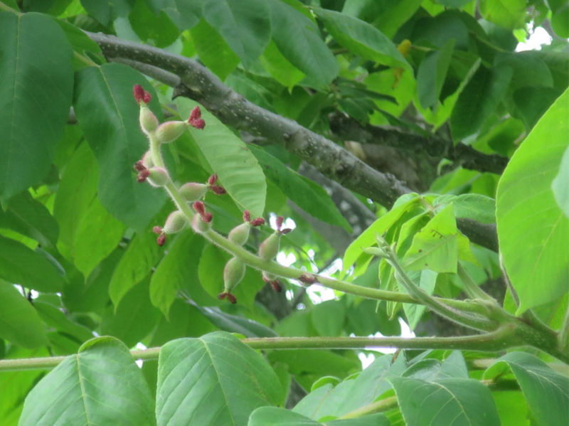 f:id:atarou:20160618065237j:image f:id:atarou:20160618065237j:image