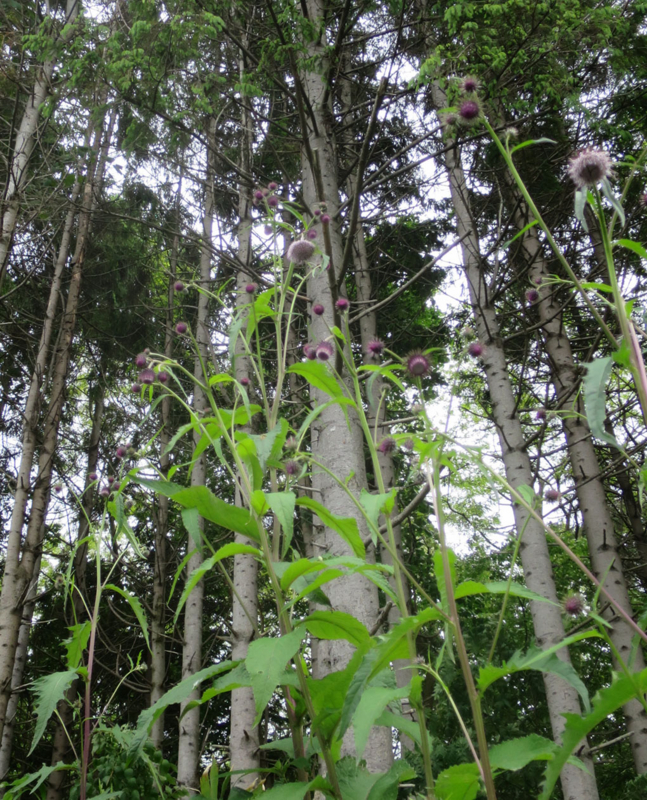 f:id:atarou:20160619071657j:image