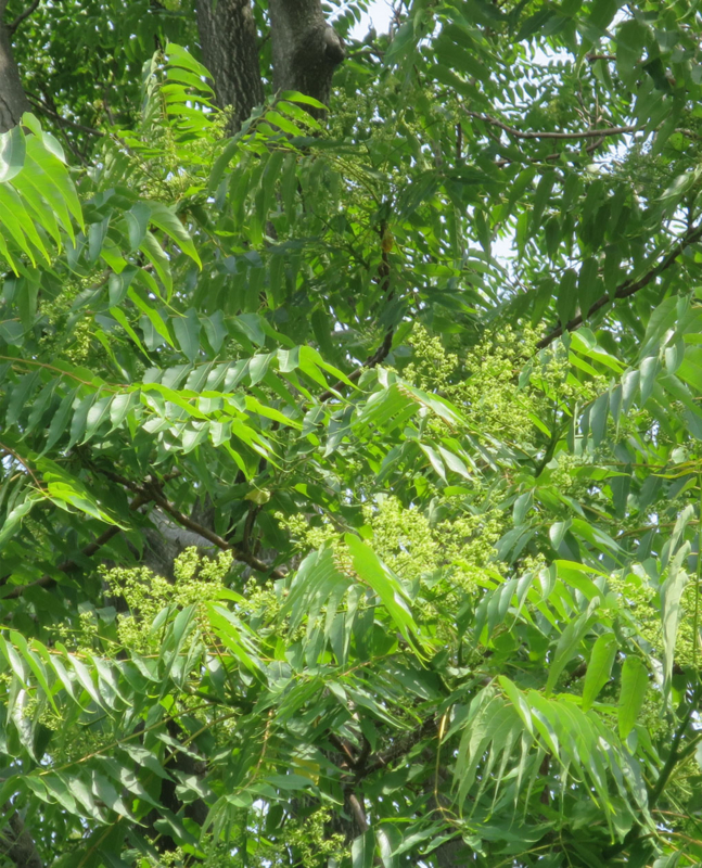 f:id:atarou:20160702065449j:image f:id:atarou:20160702065449j:image