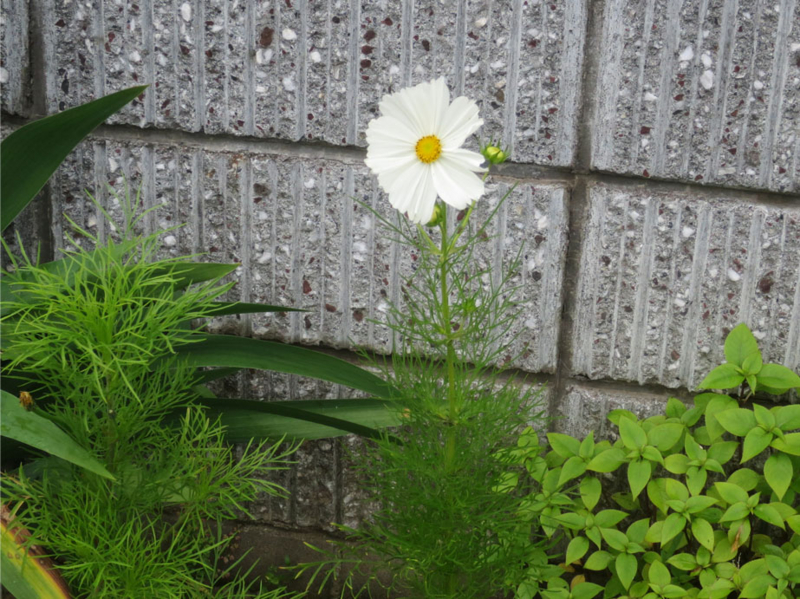 f:id:atarou:20160703065257j:image