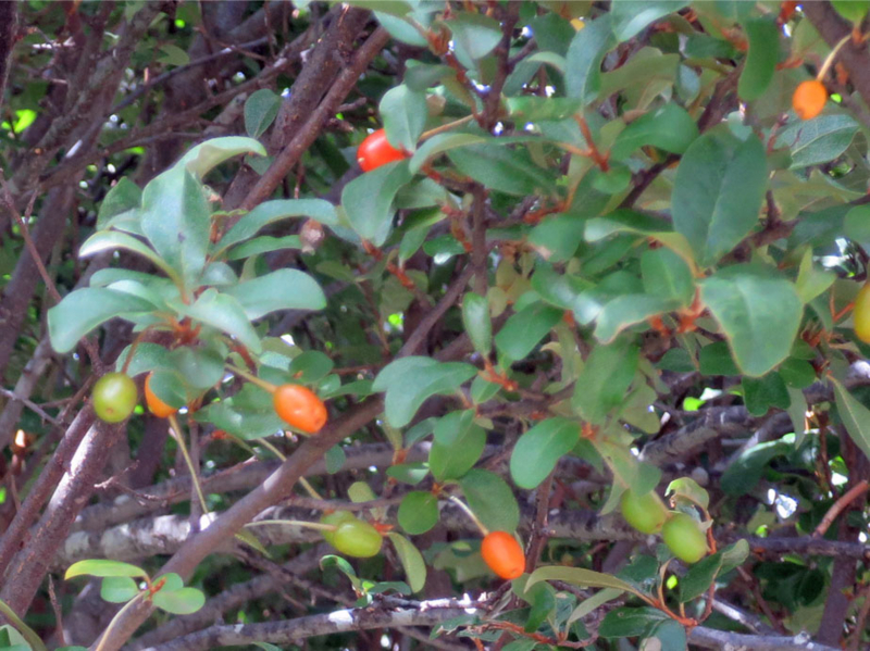 f:id:atarou:20160704064021j:image
