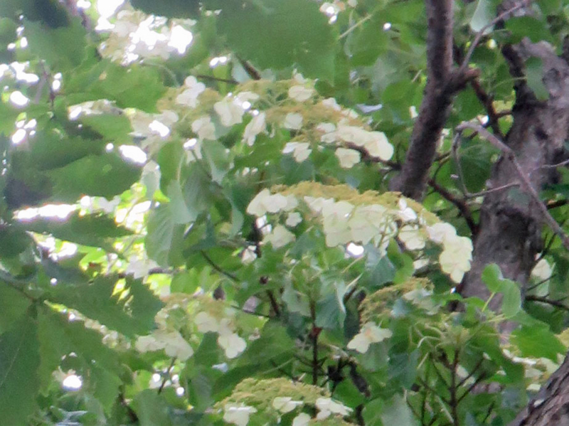 f:id:atarou:20160704065659j:image
