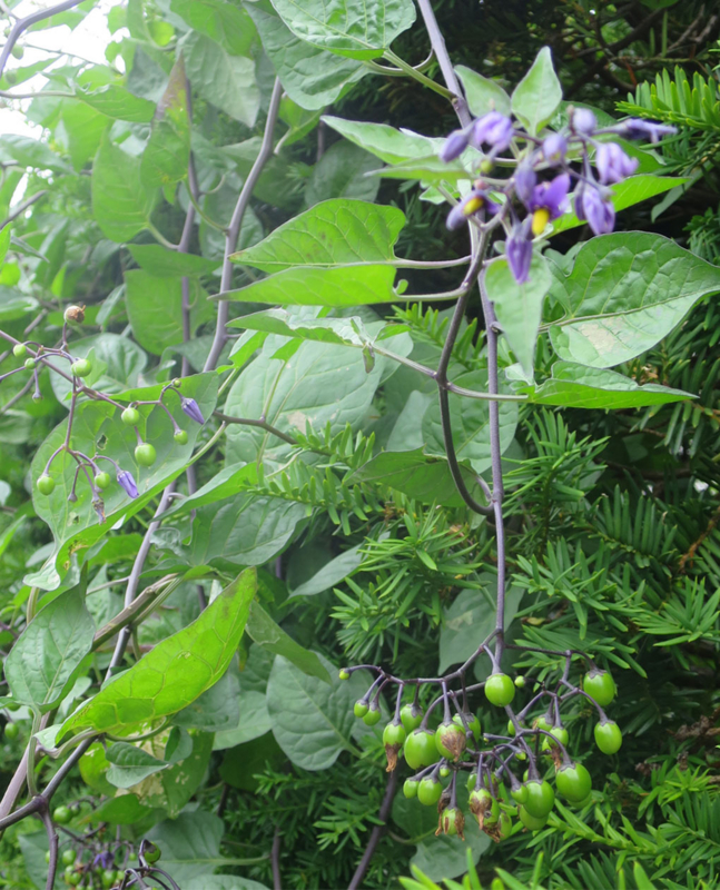 f:id:atarou:20160707063605j:image