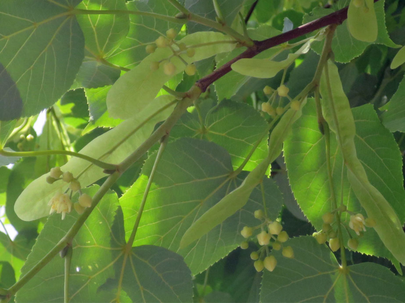 f:id:atarou:20160708070019j:image