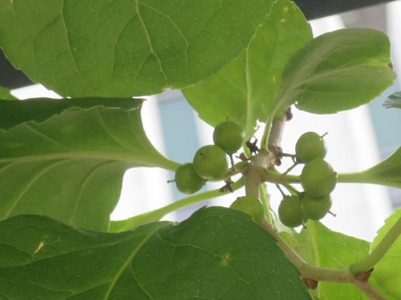 f:id:atarou:20160708070938j:image