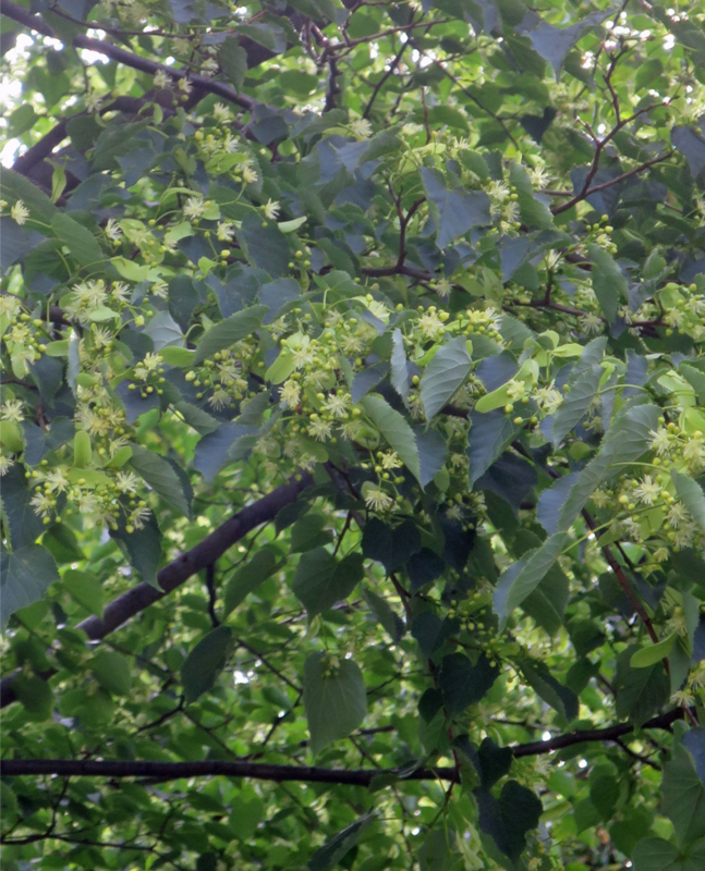 f:id:atarou:20160708071651j:image