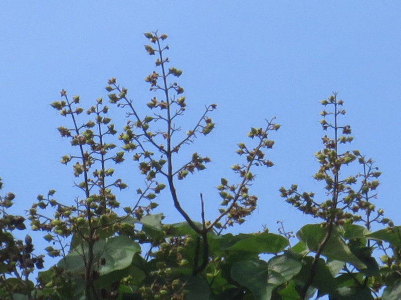 f:id:atarou:20160708071654j:image