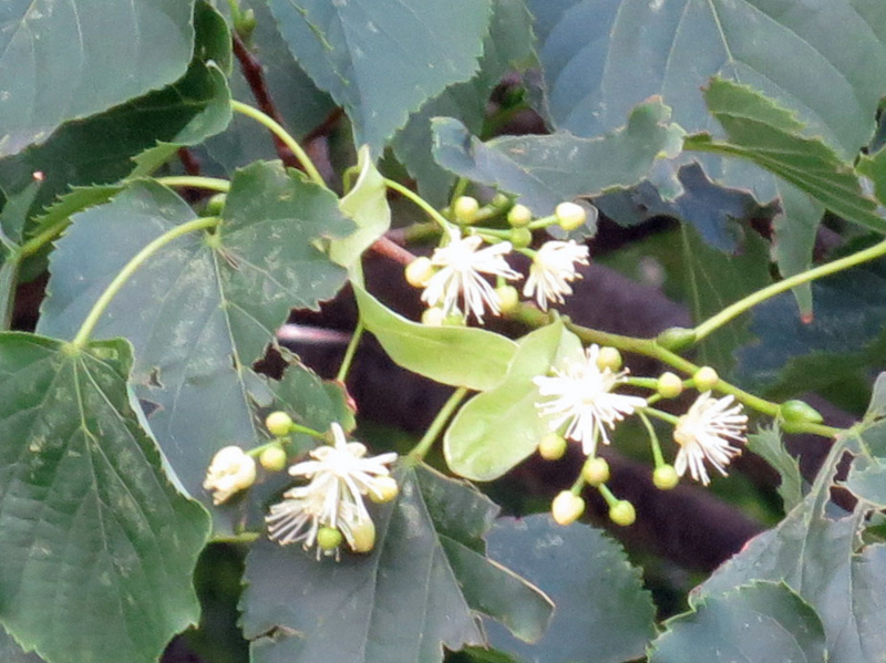 f:id:atarou:20160708072112j:image