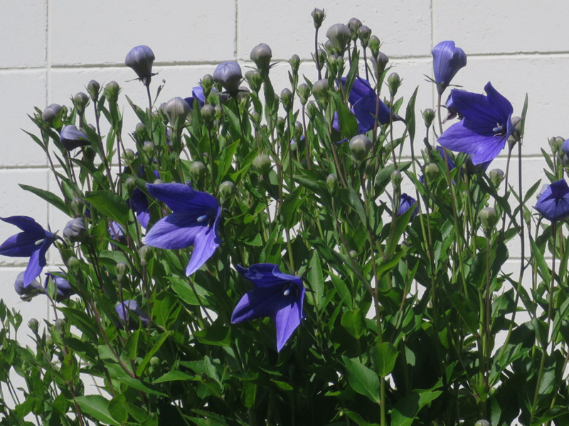 f:id:atarou:20160709071629j:image