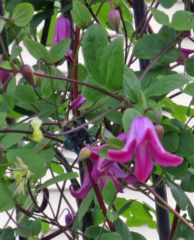 f:id:atarou:20160710065519j:image