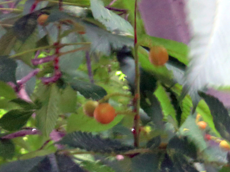 f:id:atarou:20160711062923j:image