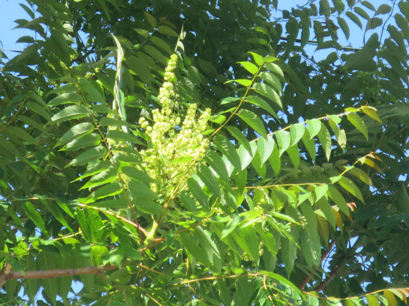 f:id:atarou:20160712070246j:image