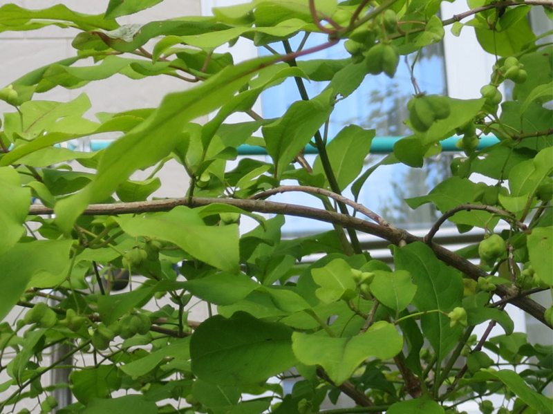 f:id:atarou:20160721064714j:image