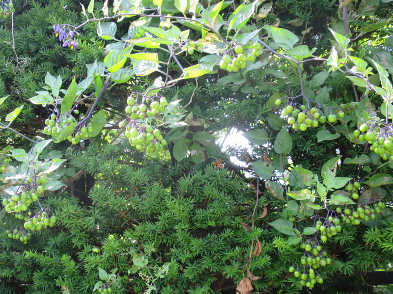 f:id:atarou:20160727065107j:image