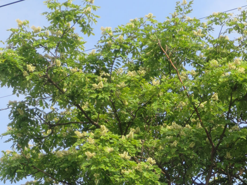 f:id:atarou:20160727070637j:image