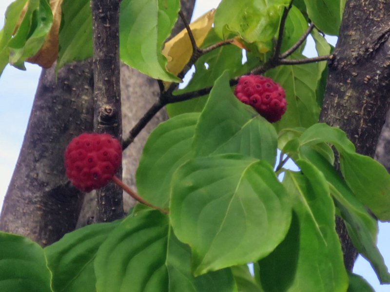 f:id:atarou:20160902180742j:image