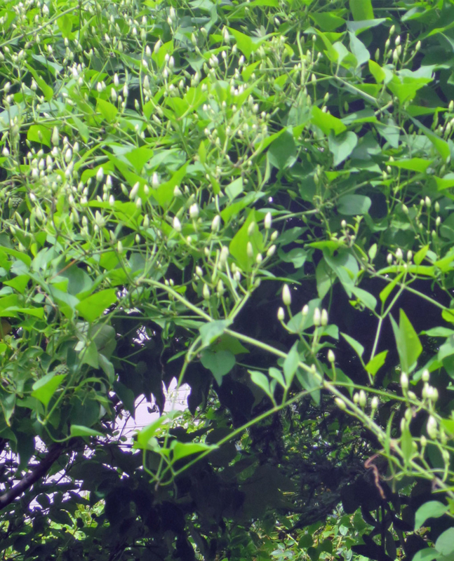 f:id:atarou:20160911064227j:image
