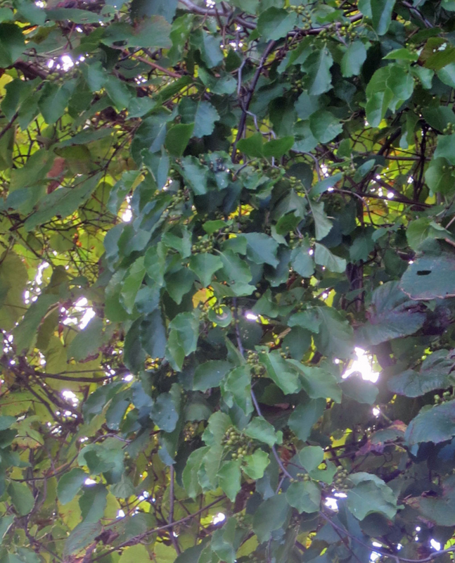 f:id:atarou:20160911065114j:image
