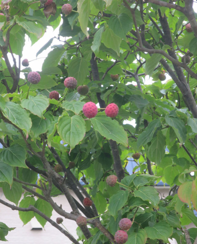 f:id:atarou:20160919070217j:image