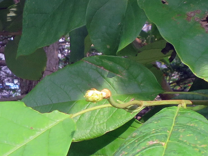 f:id:atarou:20160921065551j:image