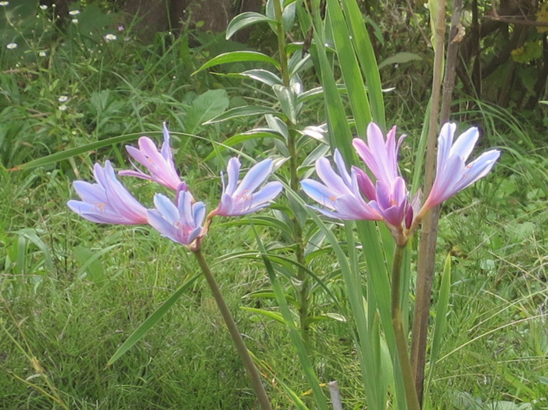 f:id:atarou:20160922064414j:image