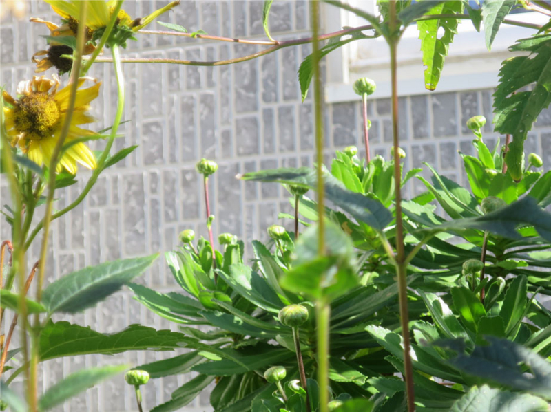 f:id:atarou:20160922065317j:image