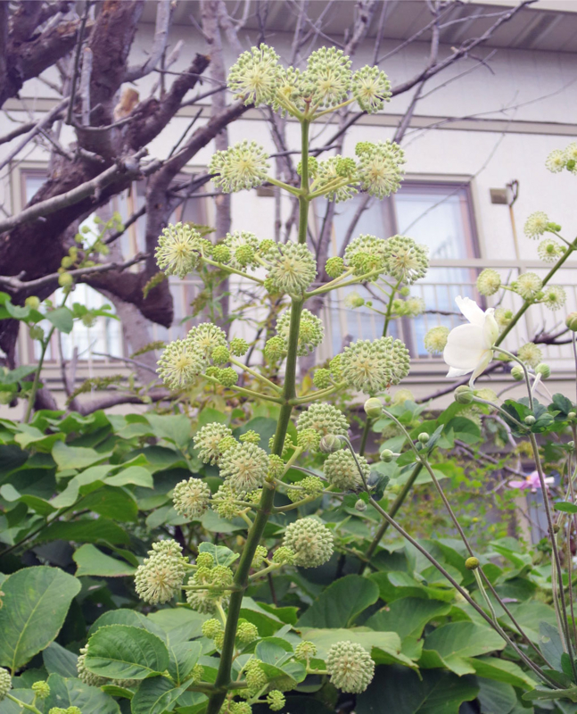 f:id:atarou:20160930070127j:image