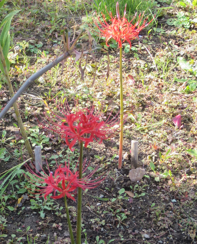 f:id:atarou:20161007063412j:image