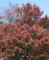 20161017064340