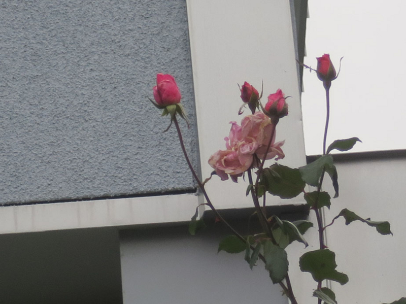 f:id:atarou:20161023063631j:image